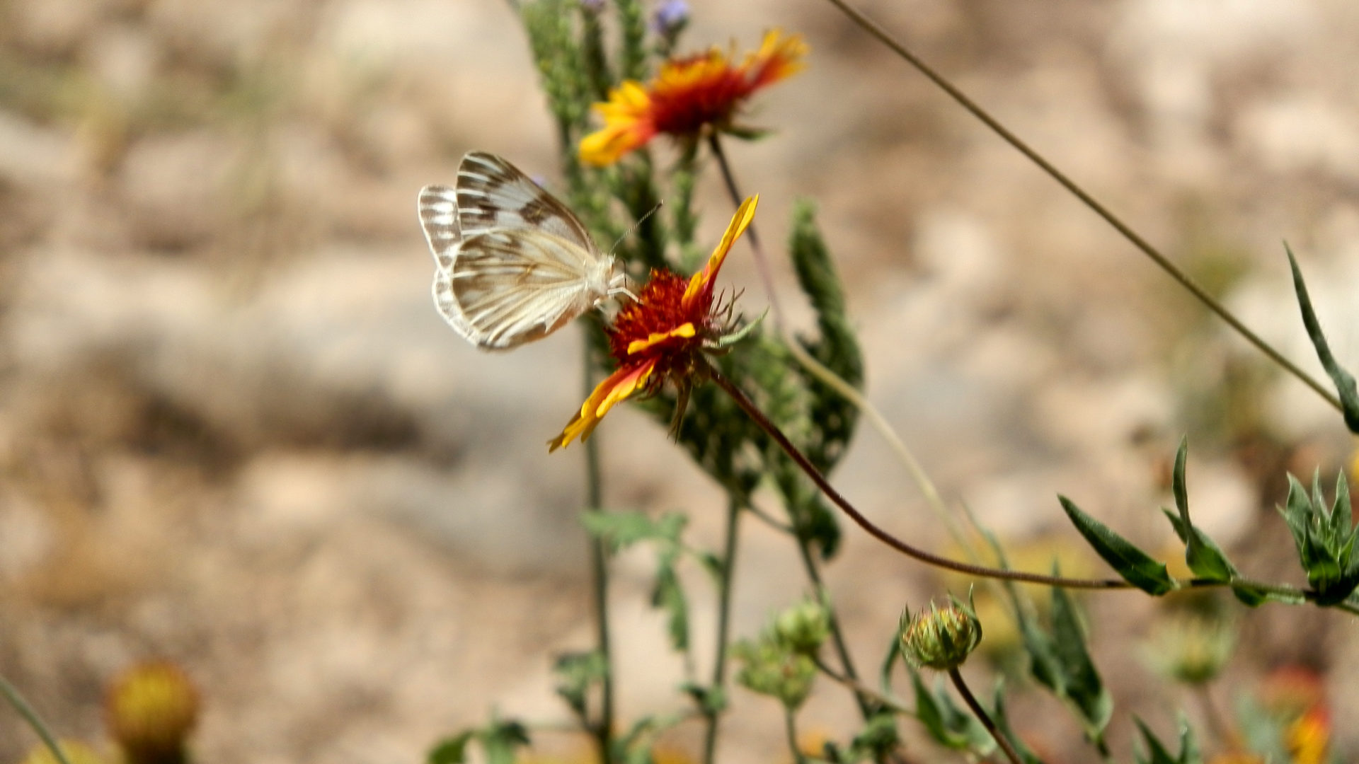Butterfly on texas firewheel flower in the spring