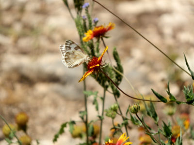 Butterfly on texas firewheel flower in the spring
